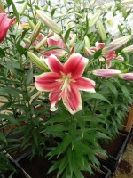 [4137 Flashpoint No101.JPG]